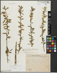 Foto von Salix alba L.